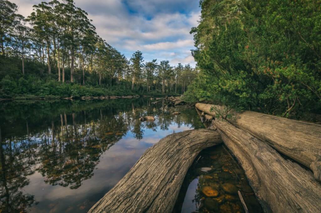 tasmanie-riviere-foret