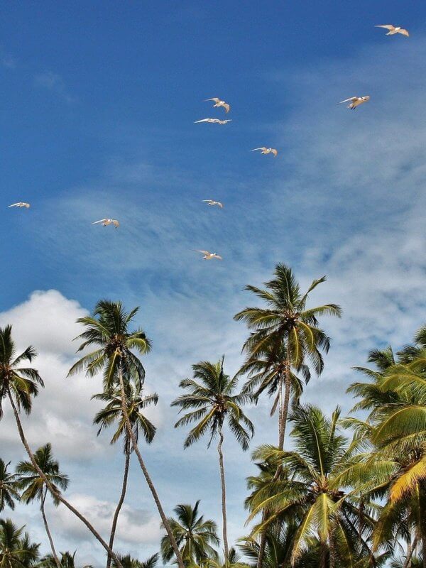 decouvrir le sri lanka